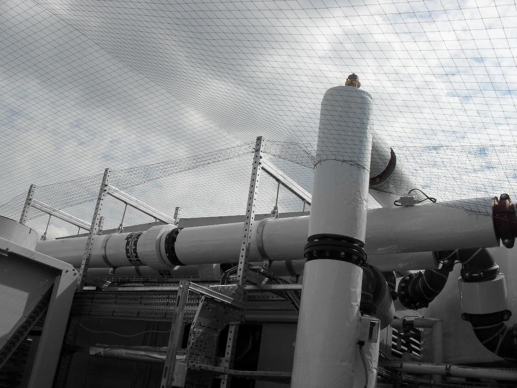 Bird Control in Colchester, Essex
